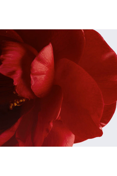 N°1 DE CHANEL REVITALIZING-Kırmızı Kamelya Özlü Canlandırıcı Yaşlanma Karşıtı Yüz Kremi 50g N°1 DE CHANEL REVITALIZING-Kırmızı Kamelya Özlü Canlandırıcı Yaşlanma Karşıtı Yüz Kremi 50g
